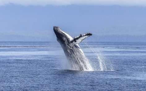 Swimming with whales in Hervey Bay gets green light after three-year trial img