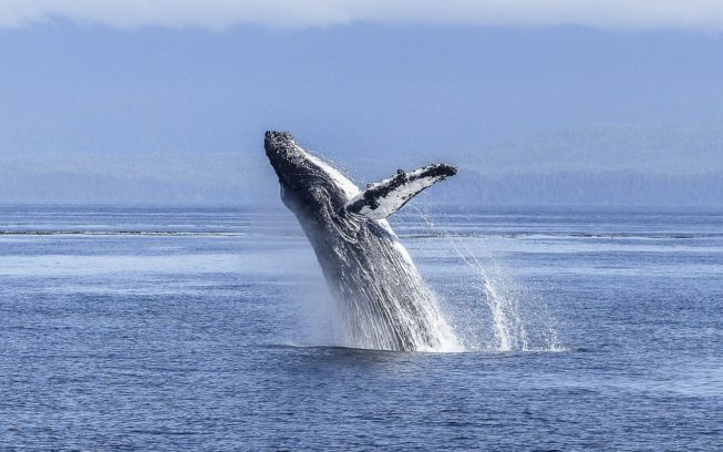 Swimming with whales in Hervey Bay gets green light after three-year trial img