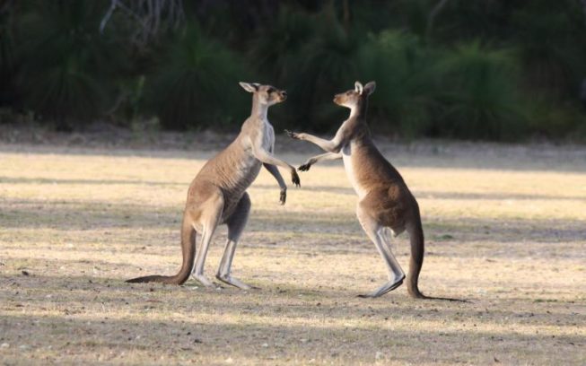 Funding boost for Yanchep National Park campground img