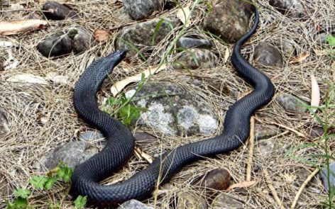 Stay Alive: Snake Safety Tips From Australia’s Greatest Adventurer img