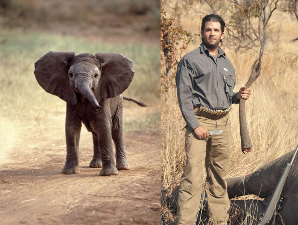 Trump Halted These Hunt Trophies. Elephant Lovers Will Never Forget It